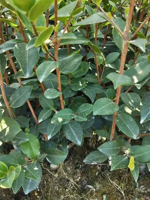 油茶树苗一亩地种多少棵_1