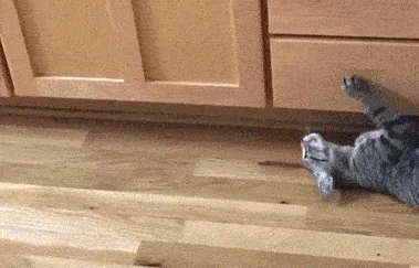 梦见很多的猫乱窜_2