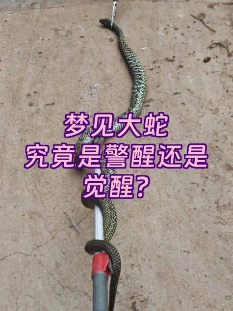 梦见家里有大蛇是什么预兆-梦见大蛇家中预兆