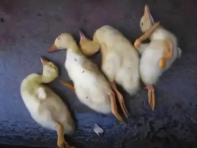 梦见鸭子死了_2