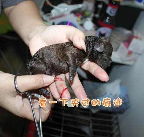 梦见给狗接生_1