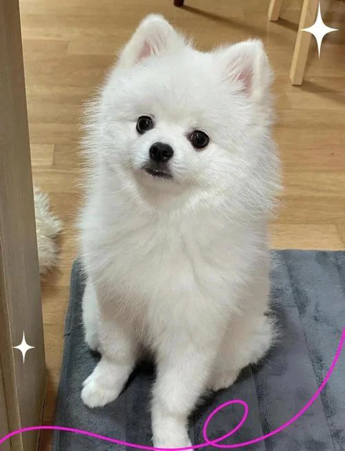 博美犬英文叫什么名字_2