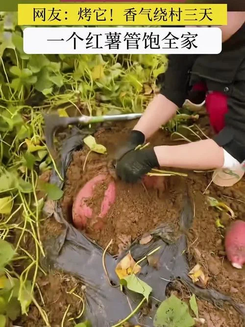 已婚女人梦见红薯-已婚女人梦见吃红薯