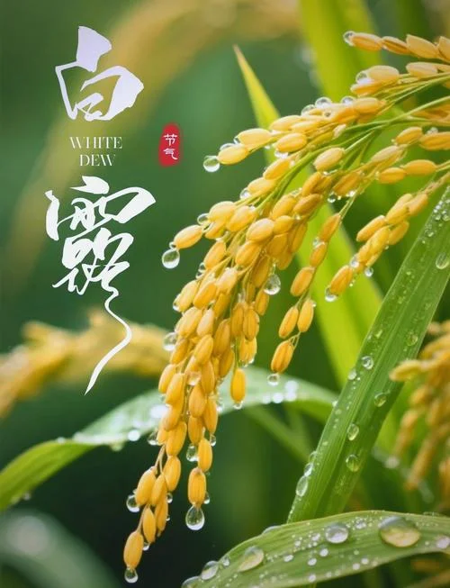 关于白露的文案_2