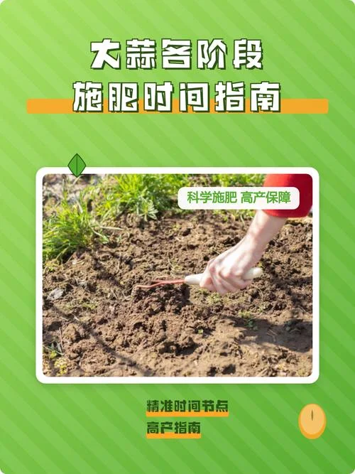 大蒜一亩用多少化肥_2