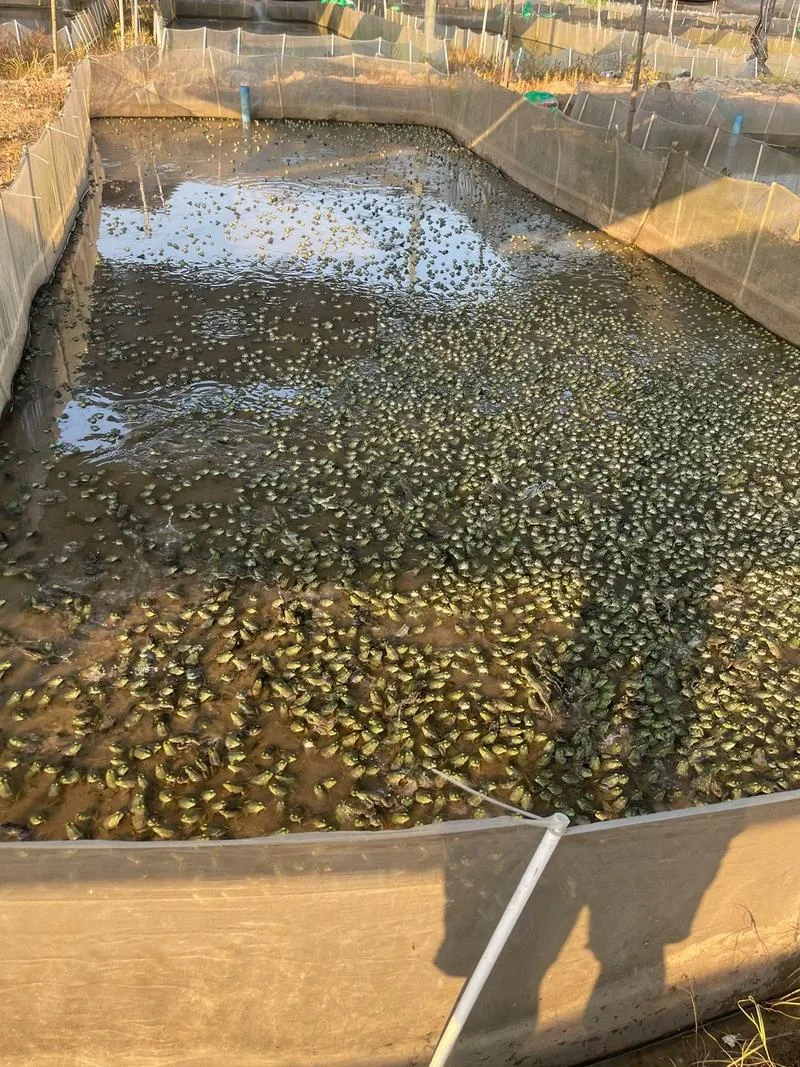 养殖投资小利润高项目_2