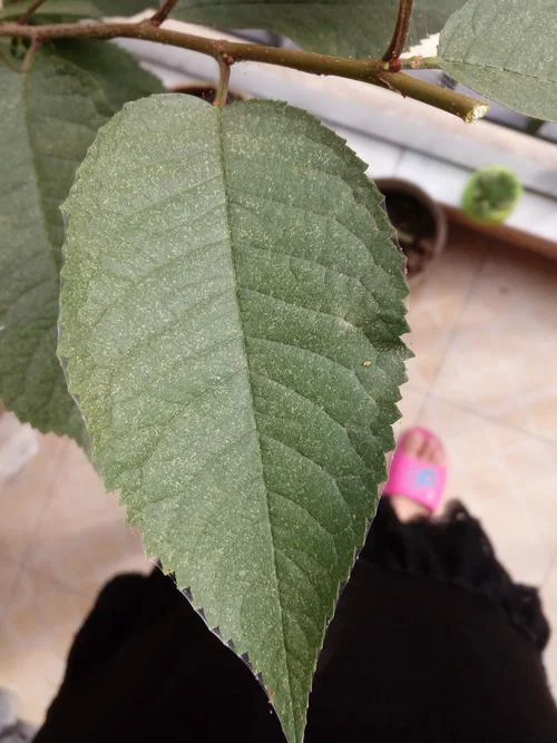 外公是棵樱桃树读后感_1