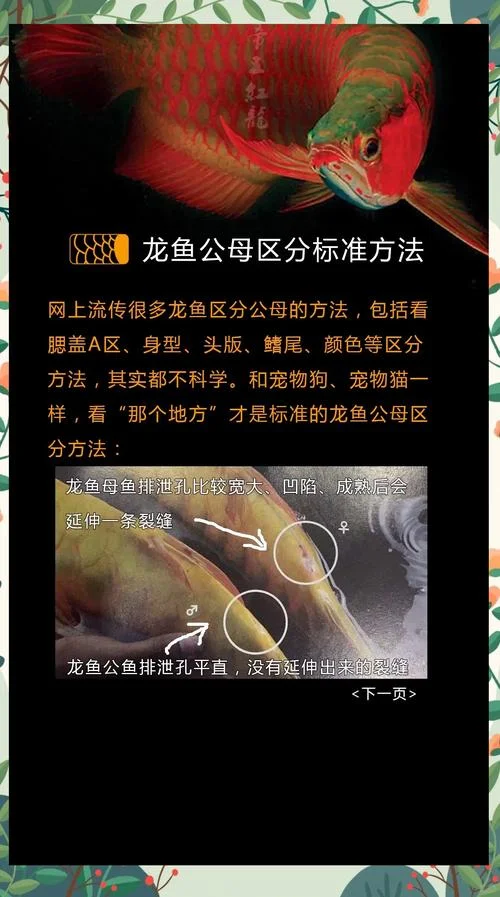 京龙鱼 出处_1