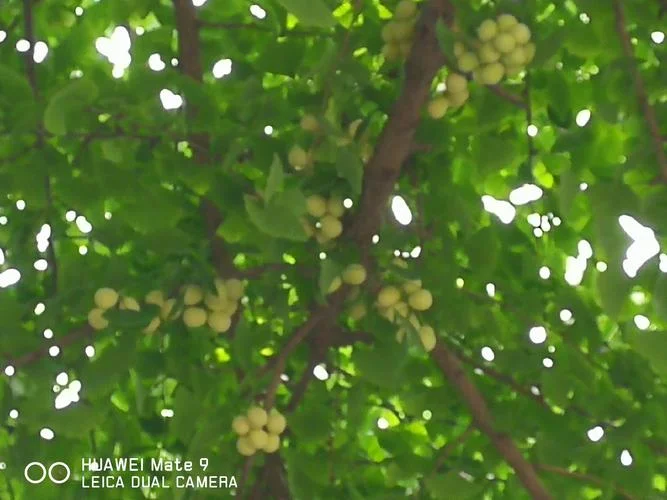 银杏app是干什么的_1