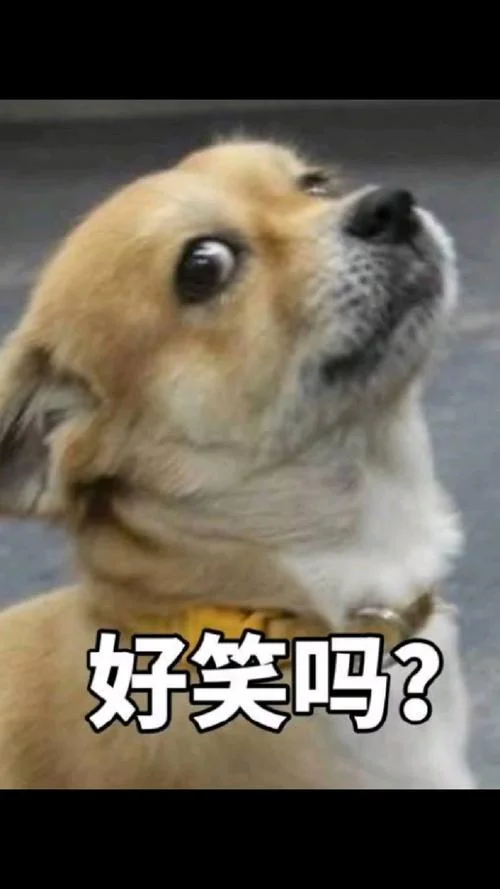 什么是搞笑_2