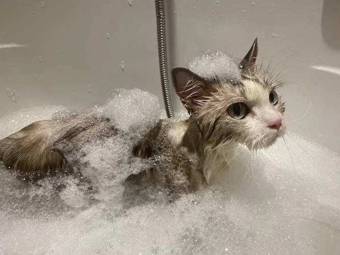 梦见给猫洗澡,猫很乖-梦给乖猫洗澡