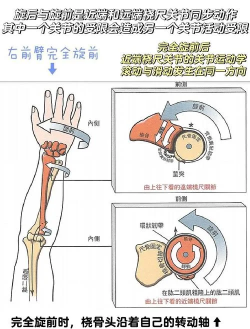 肢端是指什么部位_1