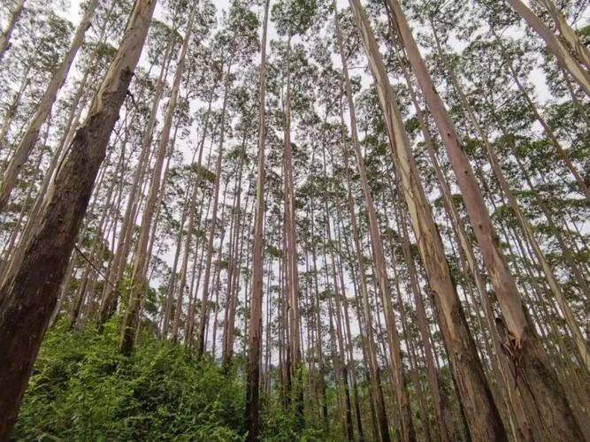种植桉树一亩种多少棵_2