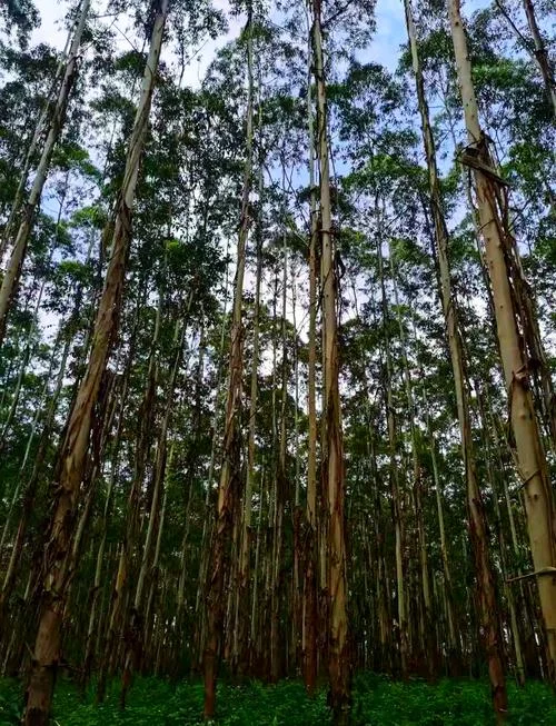 桉树一亩种多少棵_2