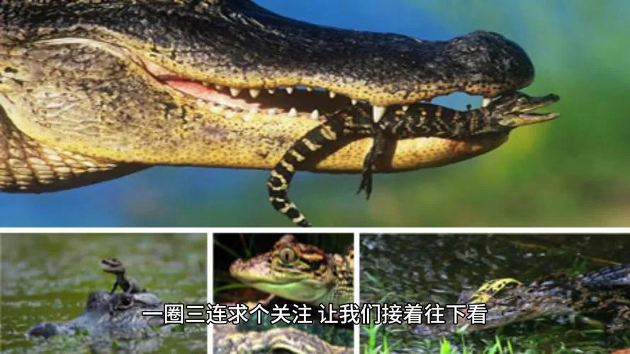 梦到被鳄鱼咬是什么意思-梦到被鳄鱼咬含义