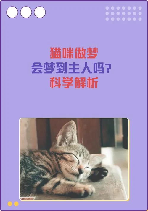 做梦梦到好多猫追自己_1
