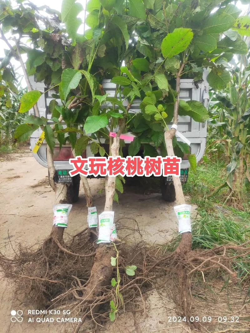 1米以上核桃树苗多少钱-1 米核桃树苗报价