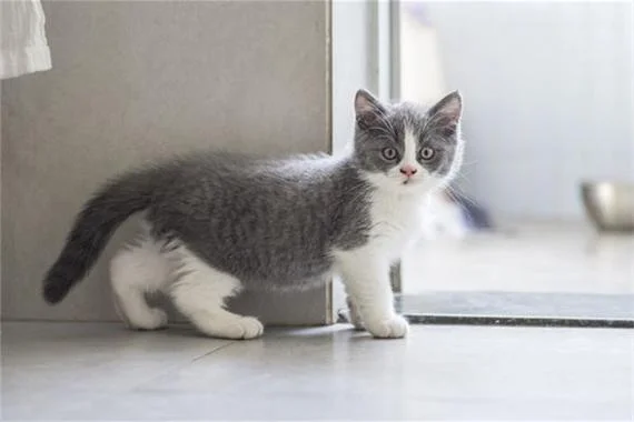 梦见猫屎满地都是_1