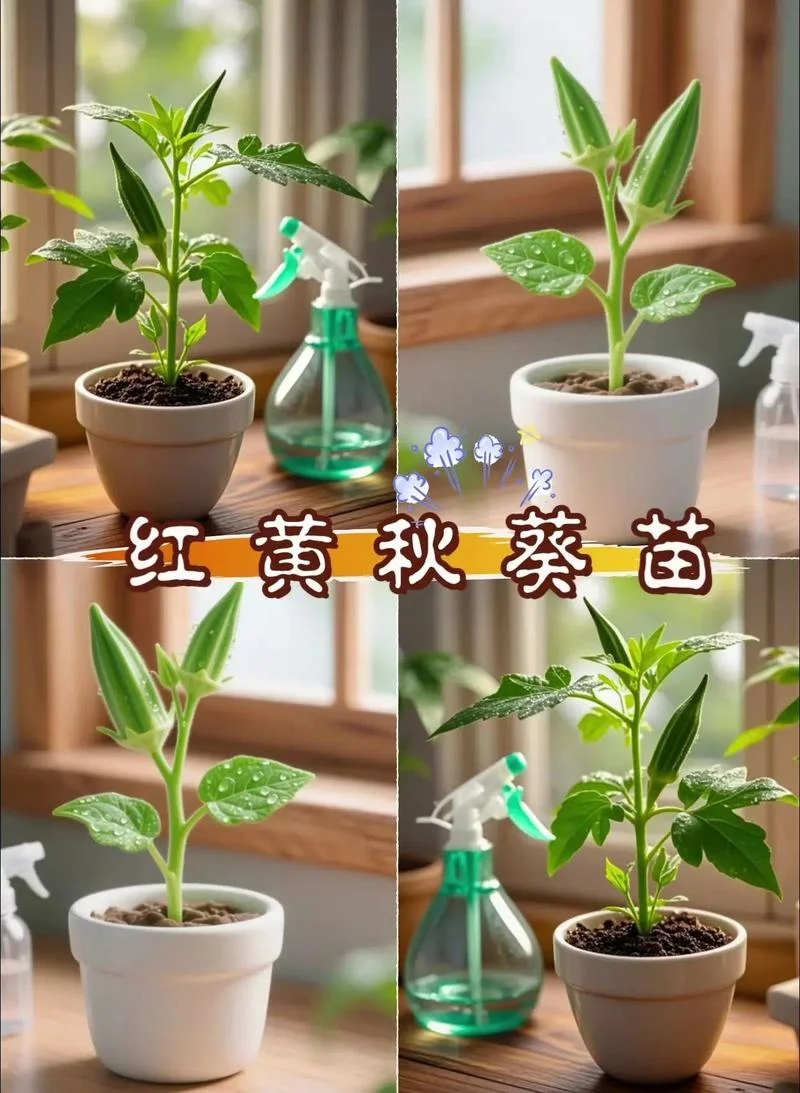 秋葵几月份种植最好_2