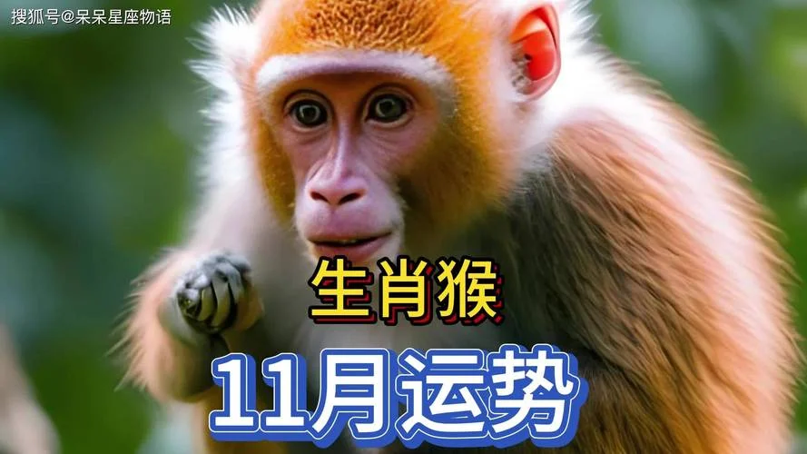 属猴十一月运势如何-属猴十一月运势详解