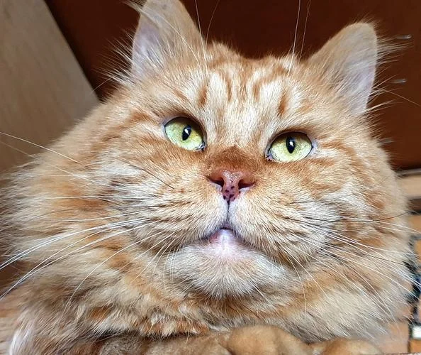 大脸猫大脸猫长胡须下一句歌词_2
