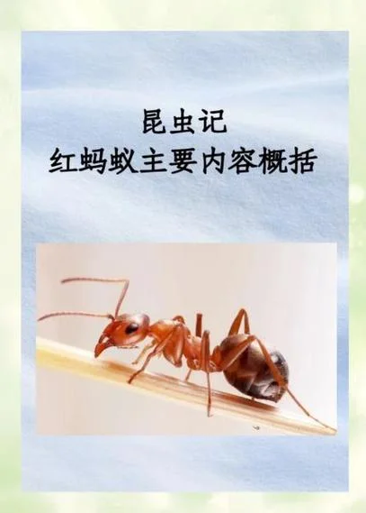 蚂蚁的特点怎么写_1