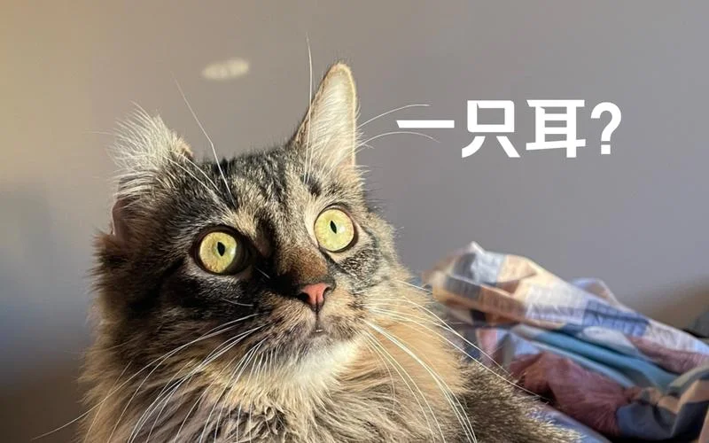 梦见黑猫周公解梦原版-周公解梦黑猫