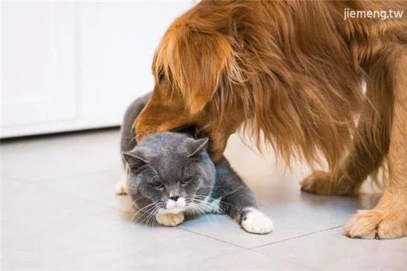 梦见狗和猫出现在家里_2