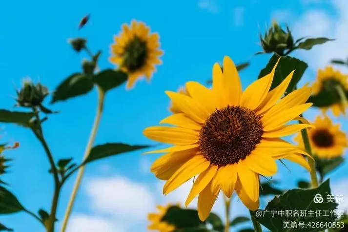 生活有序下一句是什么_1