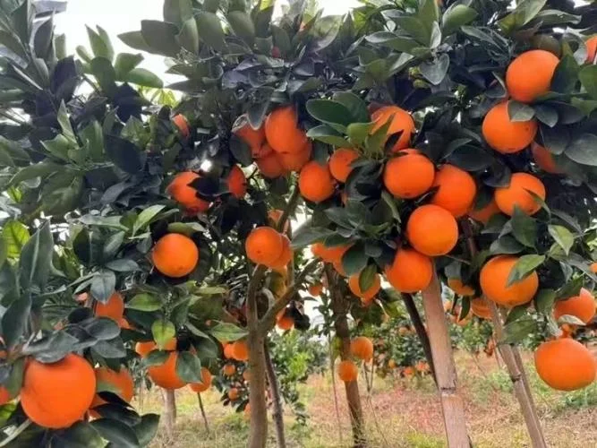 种10亩脐橙一年挣多少_2