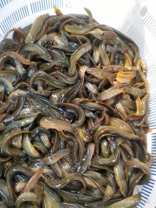 养一亩泥鳅需要多少钱_1
