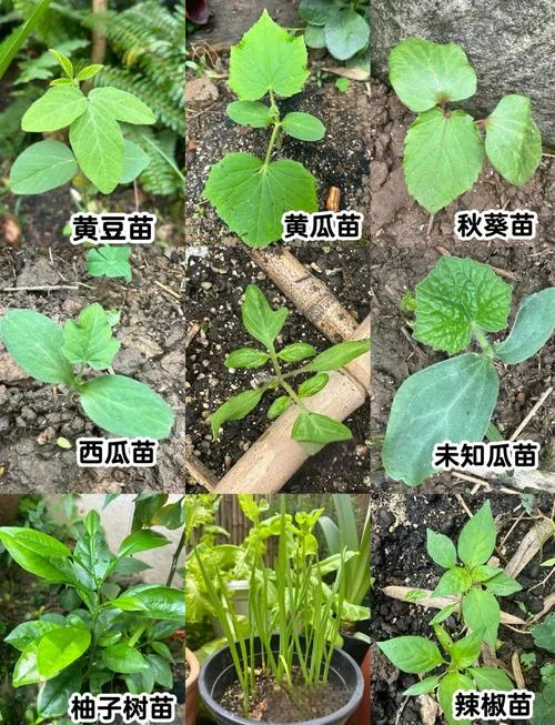 梦见黄豆苗-梦见黄豆幼苗