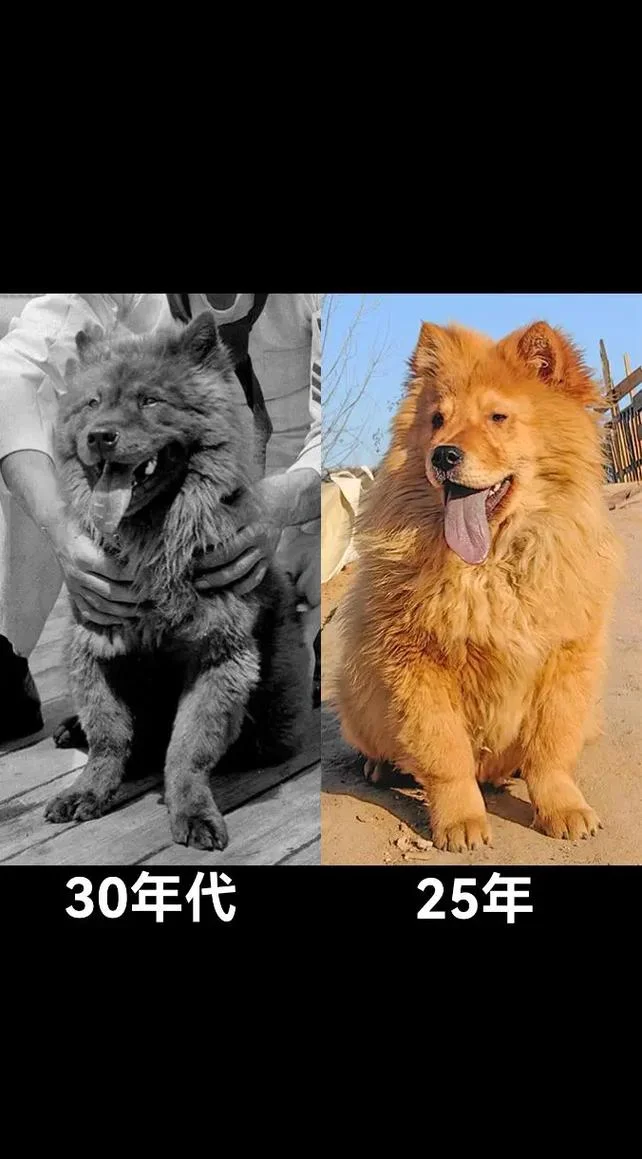 克隆狗狗需要什么条件_1