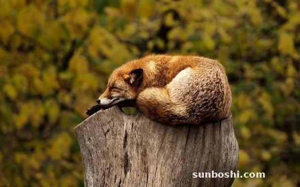 梦见狐狸在飞_1