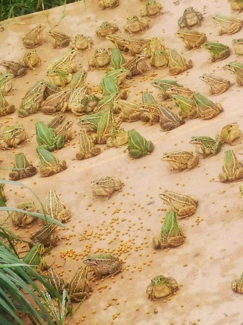 养殖一亩地青蛙的年利润是多少_2