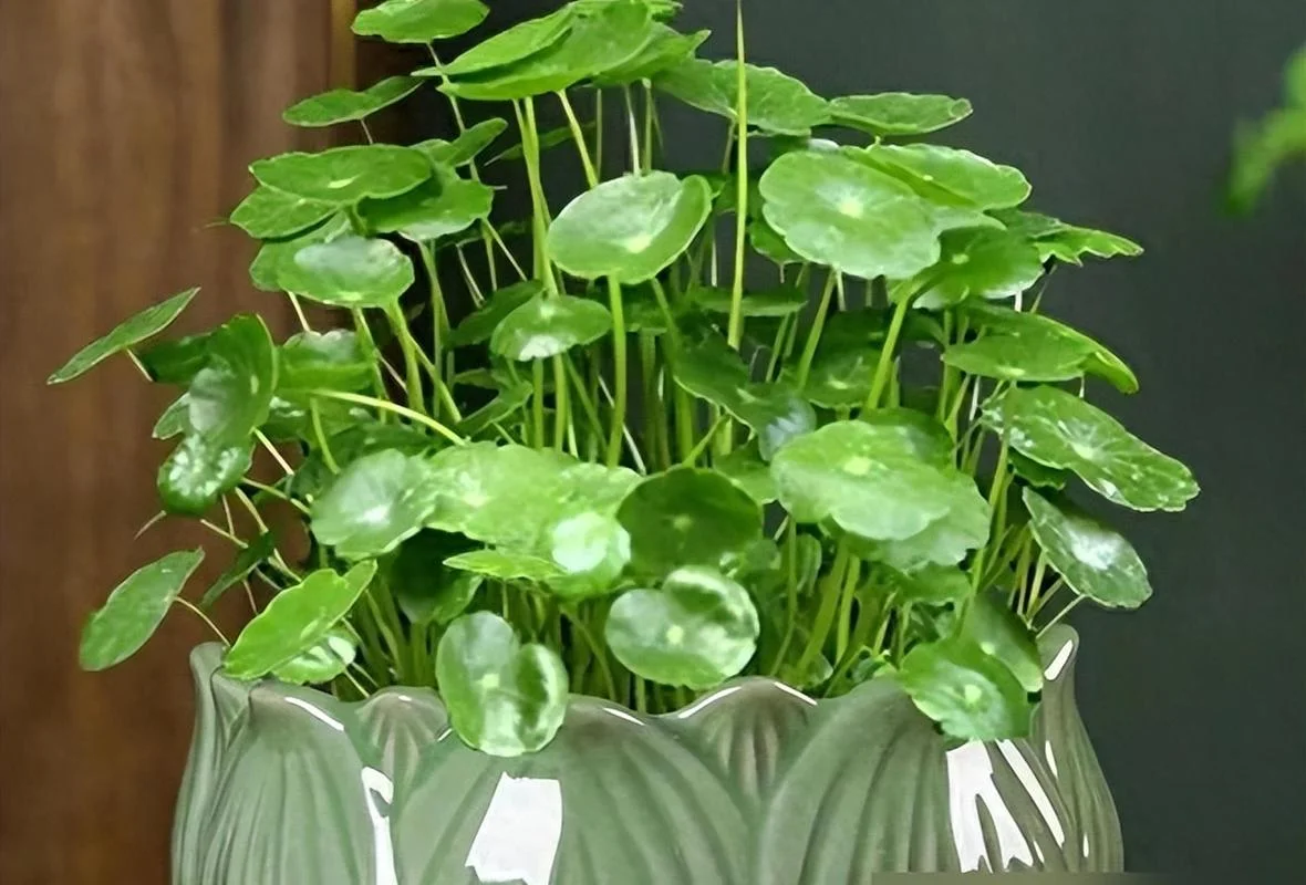 梦见铜钱草有什么预兆_1