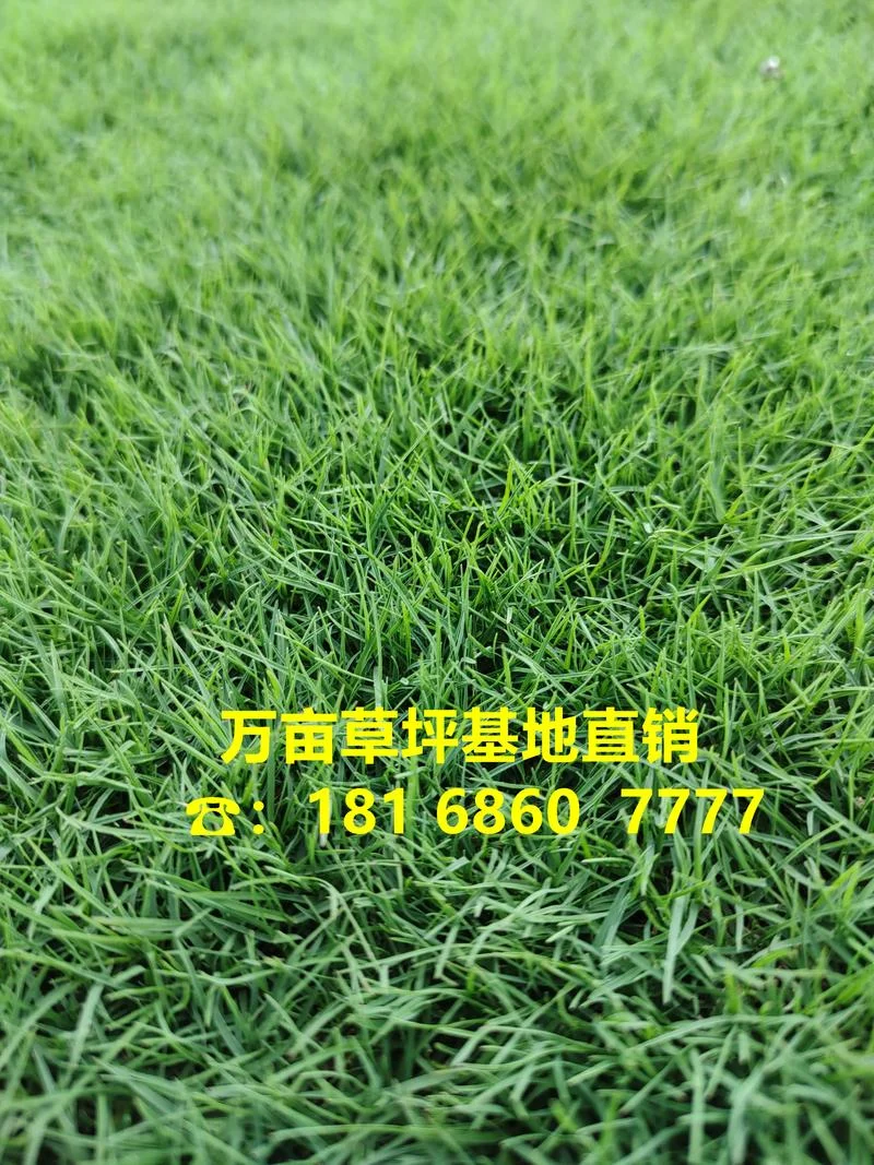 成都人工草皮多少钱一平方_1