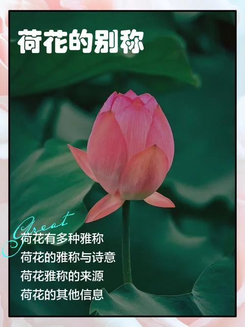 荷花的作者是谁名什么-荷花作者名