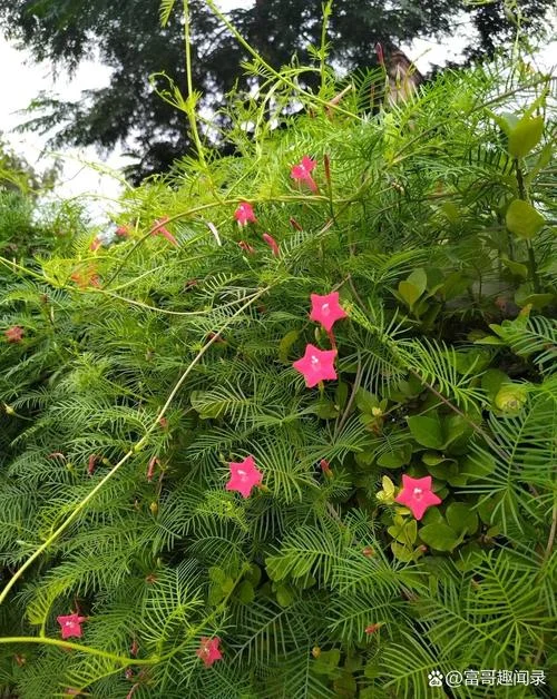 红花又叫什么-红花别名