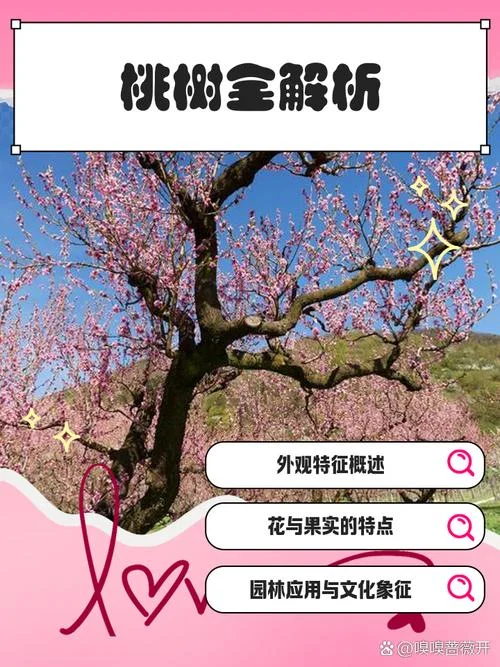 一棵小桃树作者简介-小桃树作者简介