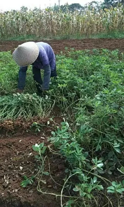 女人梦见在田里拔花生-女子田间拔花生