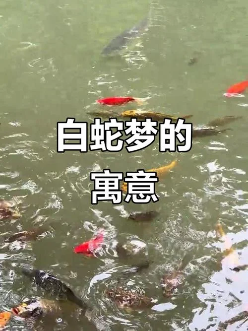 最近经常梦到蛇-频梦灵蛇