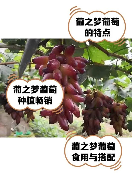 梦见种葡萄有什么预兆-梦见种葡萄预示丰收