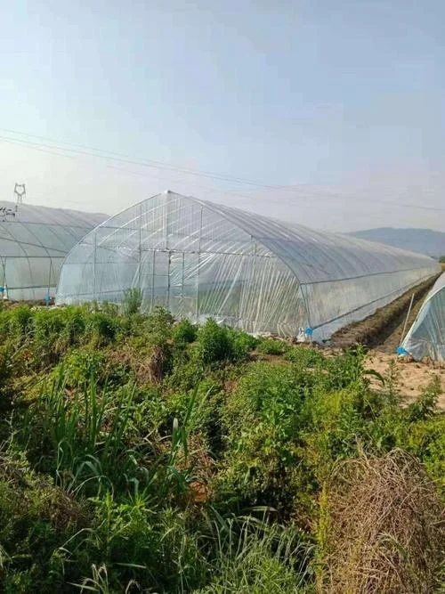 包地种大棚蔬菜一亩能挣多少钱-一亩大棚蔬菜收益