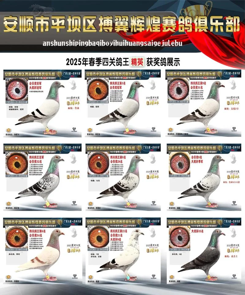 在哪里查信鸽比赛成绩_2