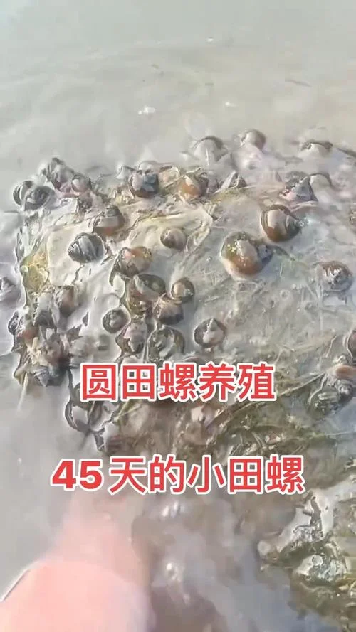 养殖田螺一年一亩大慨能有多少收入_2
