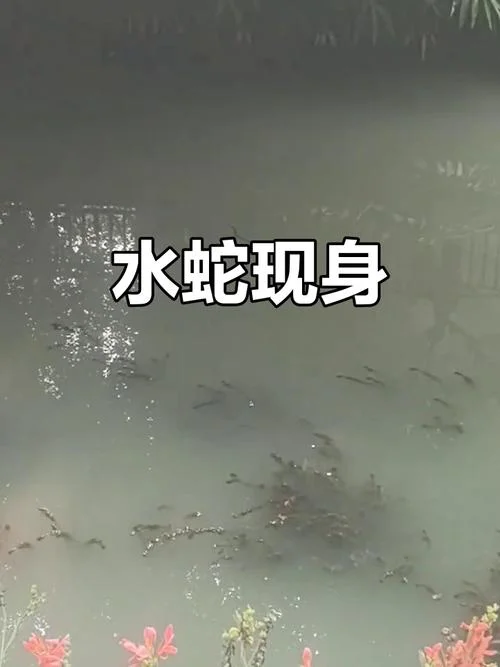 梦见水中蛇_1