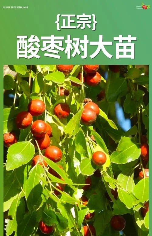 周公解梦 梦见酸枣_2