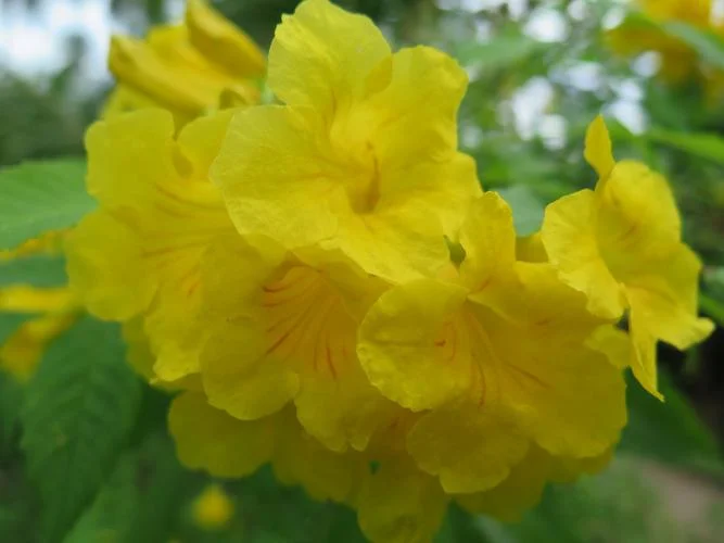 梦见花树枯萎_1