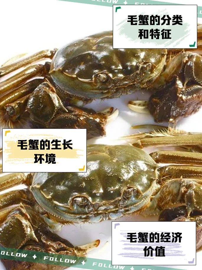 老虎蟹为什么是臭的_1